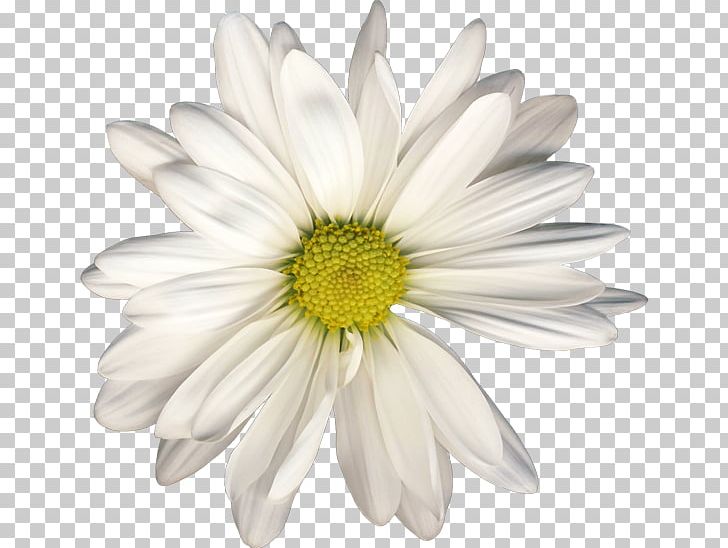 Chamomile Portable Network Graphics Raster Graphics Oxeye Daisy PNG, Clipart, Aster, Camomile, Chamaemelum Nobile, Chamomile, Chrysanthemum Free PNG Download