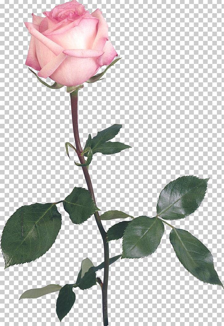 Garden Roses YouTube PNG, Clipart, Branch, Bud, Cut Flowers, Deviantart, Download Free PNG Download