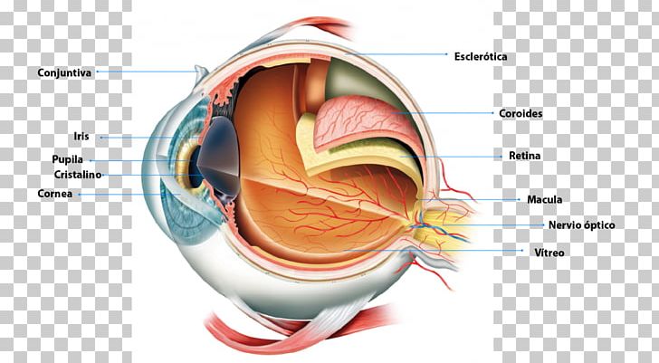 Human Eye Anatomy Retina Pupil PNG, Clipart, Anatomy, Cornea, Ear, Eye, Eye Color Free PNG Download