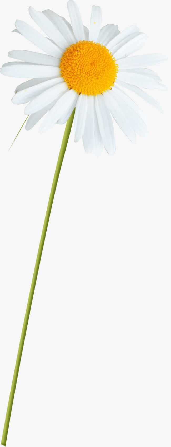 White Daisies PNG, Clipart, Daisies, Daisies Clipart, Daisy, Flower, Plant Free PNG Download