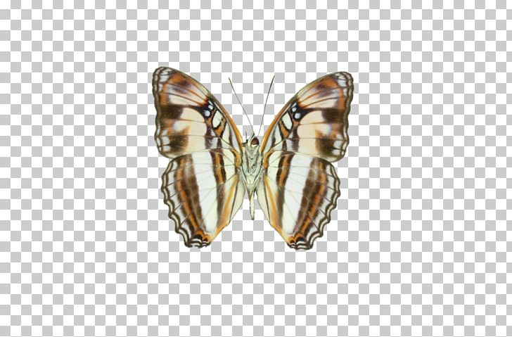 Earring Moth PNG, Clipart, Adelpha, Arthropod, Butterfly, Earring, Earrings Free PNG Download