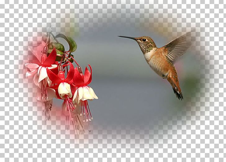 Hummingbird Desktop Fregatidae PNG, Clipart, Animals, Beak, Bird Flight, Bird Hd, Bird Nest Free PNG Download