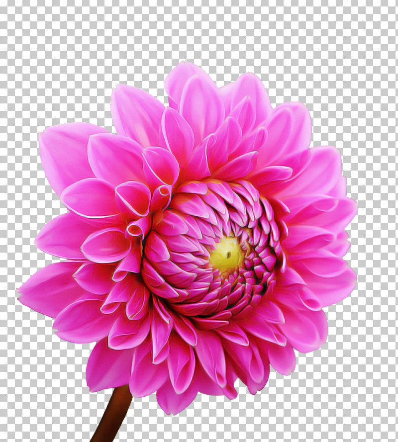 Flower Garden PNG, Clipart, Annual Plant, Chrysanthemum, Dahlia, Daisy Family, Flower Free PNG Download
