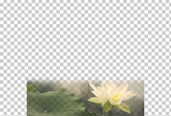 Nelumbo Nucifera Nelumbo Lutea Flower PNG, Clipart, Aquatic Plant, Computer Wallpaper, Desktop Wallpaper, Flower, Flower Bouquet Free PNG Download