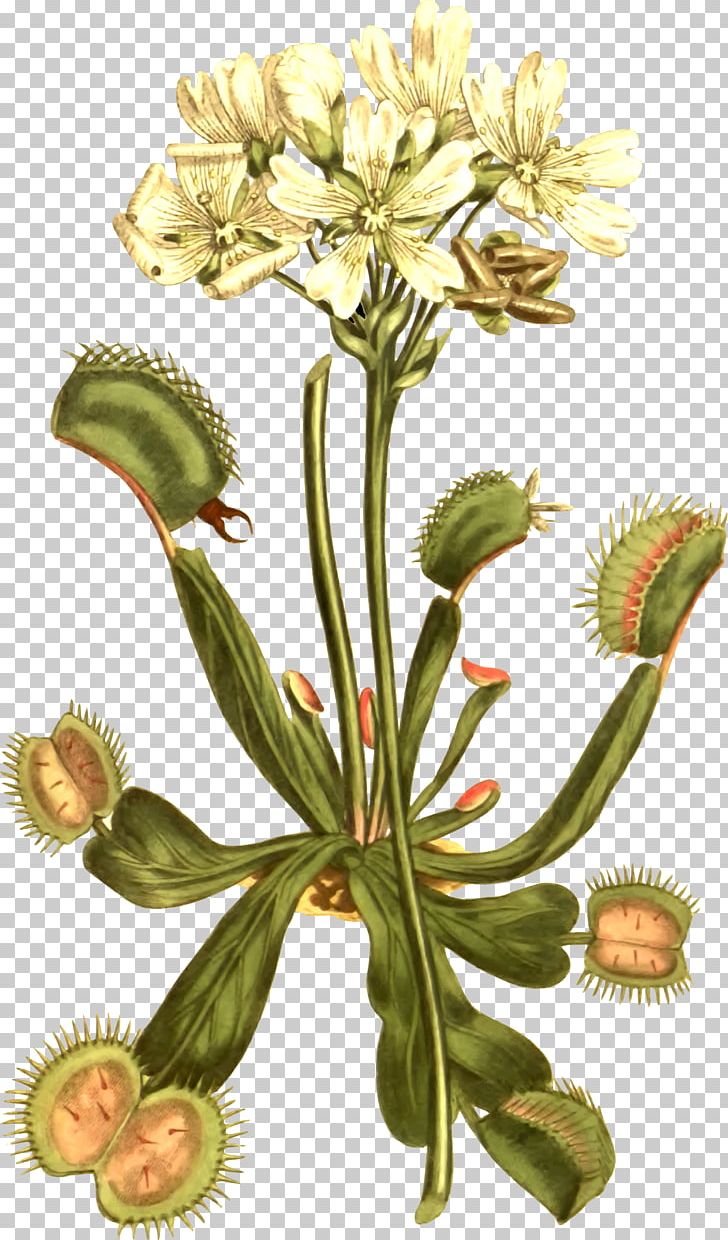 Venus Flytrap Carnivorous Plant Botany Botanical Illustration PNG, Clipart, Botanical Illustration, Botany, Carnivorous Plant, Caryophyllales, Dandelion Free PNG Download