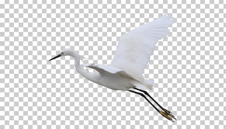 Bird Crane Flight PNG, Clipart, Anatidae, Animal, Beak, Charadriiformes, Crane Free PNG Download