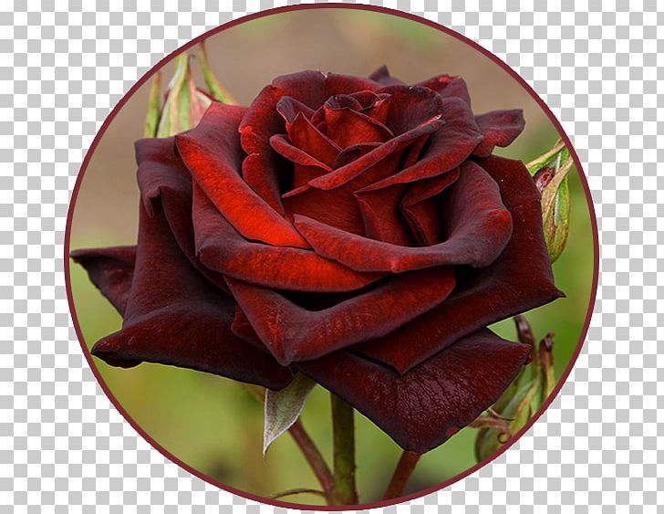 Black Rose Blue Rose Flower Garden Roses PNG, Clipart, Black, Black Rose, Blue, Blue Rose, Cut Flowers Free PNG Download