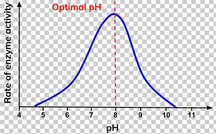 Enzyme PH Thermodynamic Activity Reaction Rate Negative Feedback PNG, Clipart, Activity, Angle, Area, Biology, Blue Free PNG Download