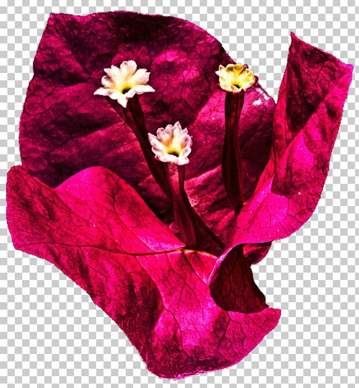 Magenta Velvet PNG, Clipart, Bougainvillea, Flower, Fur, Magenta, Others Free PNG Download