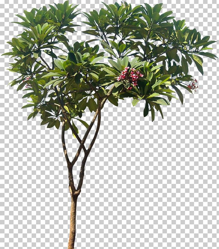 Plumeria Rubra Plumeria Alba Plumeria Obtusa Plant Tree PNG, Clipart, Branch, Evergreen, Flowerpot, Food Drinks, Frangipani Free PNG Download