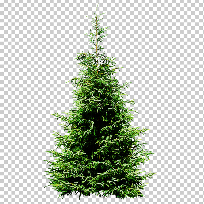 Christmas Tree PNG, Clipart, American Larch, Arizona Cypress, Balsam Fir, Canadian Fir, Christmas Tree Free PNG Download