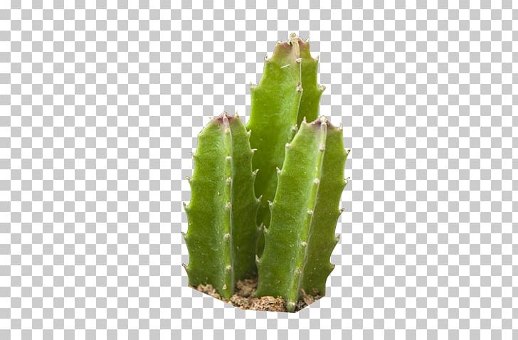 Cactaceae Erg Succulent Plant PNG, Clipart, Arizona Desert, Cactus Watercolor, Cartoon Cactus, Caryophyllales, Deserted Free PNG Download