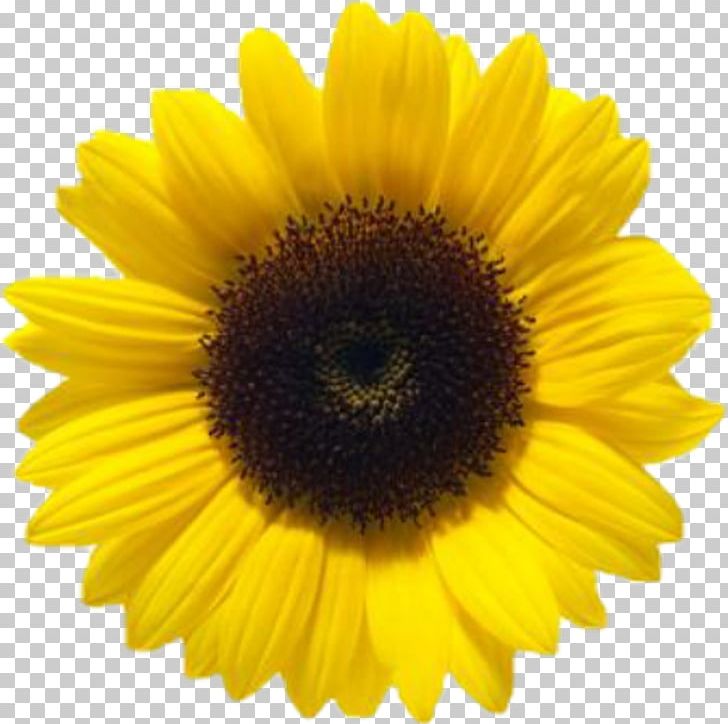 Common Sunflower Computer Icons PNG, Clipart, Common Sunflower, Computer Icons, Daisy Family, Display Resolution, Flower Free PNG Download