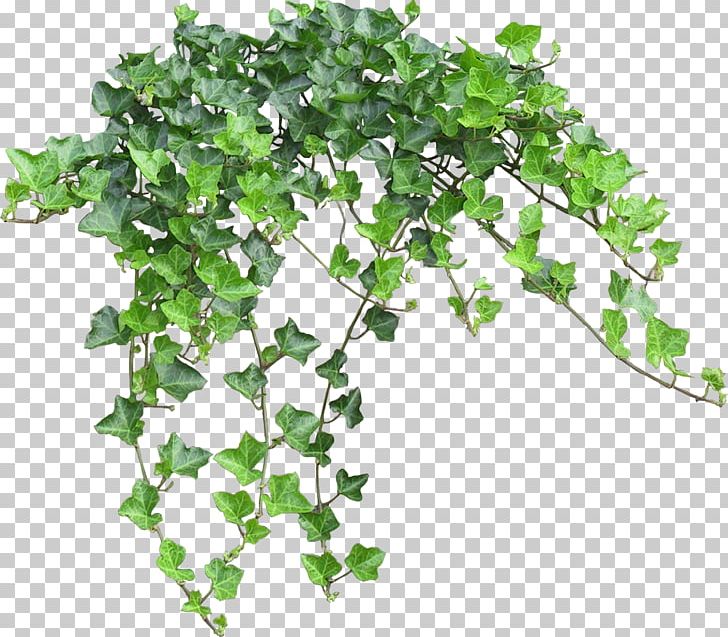 Computer Graphics Chart PNG, Clipart, Branch, Bushes, Chart, Clip Art, Computer Graphics Free PNG Download