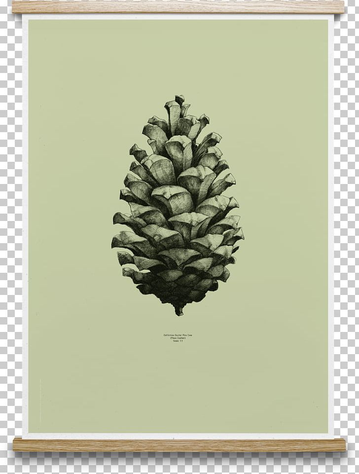 Coulter Pine Conifer Cone Design Paper Collective Nature 1:1 Pine Cone Poster PNG, Clipart, Art, Collective, Cone, Conifer, Conifer Cone Free PNG Download
