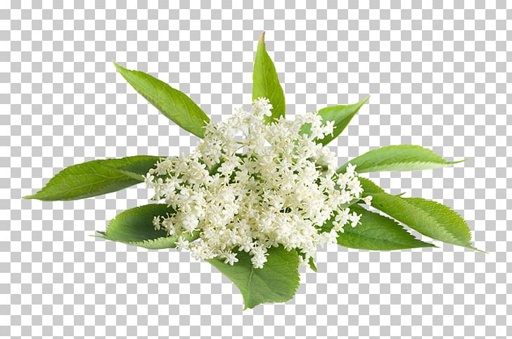 Elderflower Cordial Stock Photography PNG, Clipart, Berry, Elder, Elderberry, Elderflower Cordial, Flower Free PNG Download