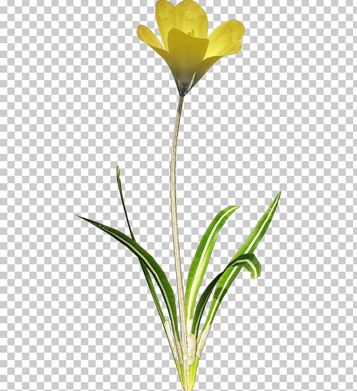 Tulip PNG, Clipart, Cut Flowers, Download, Flower, Flowering Plant, Flowers Free PNG Download