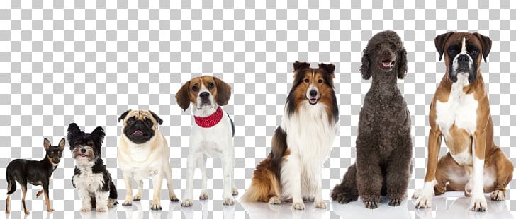 American Eskimo Dog Puppy Dog Breed Pet Dog Training PNG, Clipart, American Eskimo Dog, Animal Figure, Animals, Bark, Breed Free PNG Download