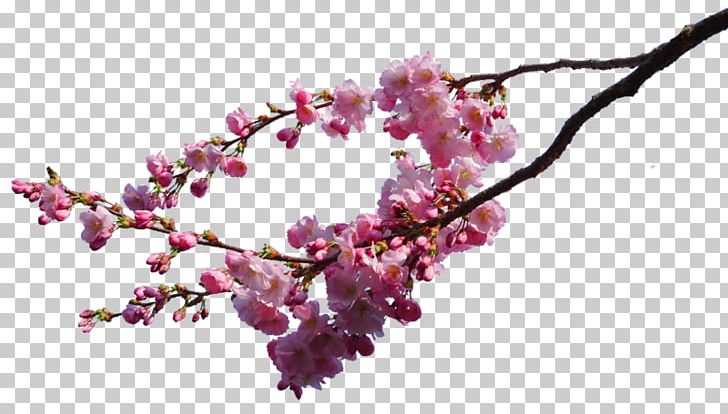 Cherry Blossom Branch Tree PNG, Clipart, Art, Blossom, Branch, Cherry, Cherry Blossom Free PNG Download