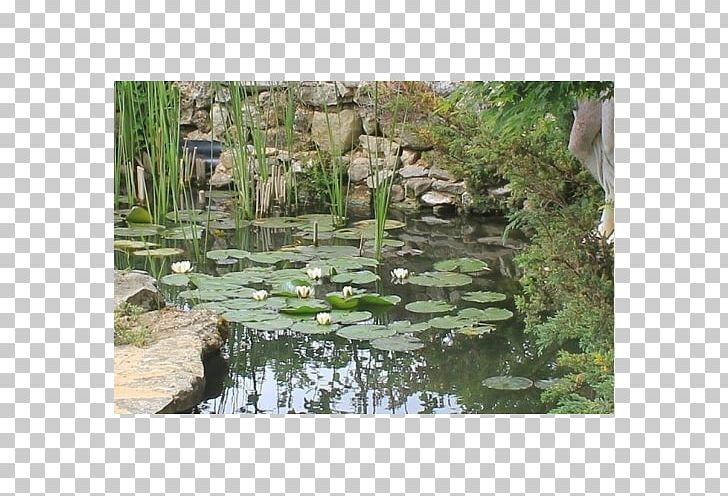 Fish Pond Water Resources Nature Reserve Botanical Garden Water Feature PNG, Clipart, Body Of Water, Botanical Garden, Botany, Fish, Fish Pond Free PNG Download