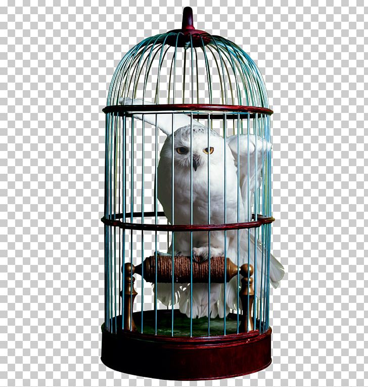 The Wizarding World Of Harry Potter Cage Hedwig Owl PNG, Clipart, Owl Free PNG Download