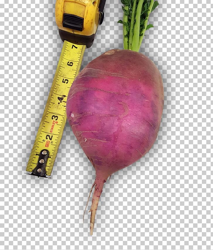 Beetroot Vegetable Turnip Food Radish PNG, Clipart, Beet, Beetroot, Food, Food Drinks, Purple Free PNG Download