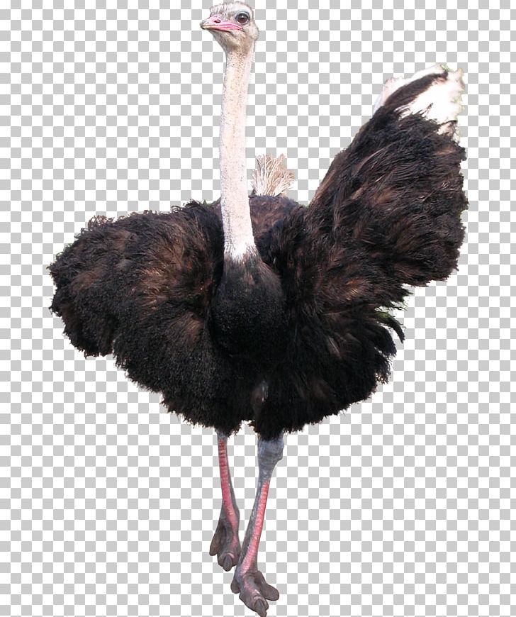Common Ostrich Bird Emu PNG, Clipart, Animal, Animals, Beak, Bird, Common Ostrich Free PNG Download