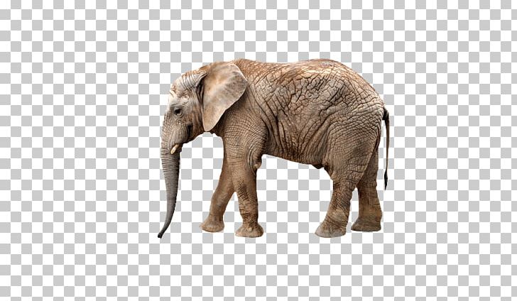 African Bush Elephant Okapi Lion West African Giraffe African Wild Dog PNG, Clipart, African Elephant, Animal, Animals, Asian Elephant, Baby Elephant Free PNG Download
