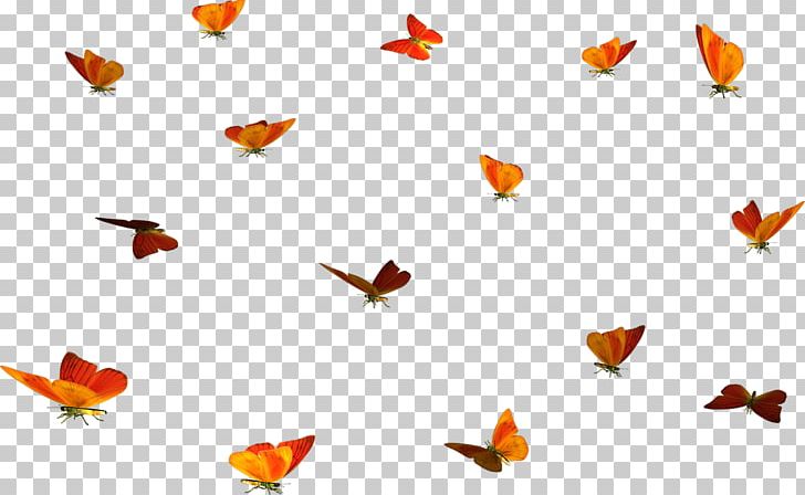 Butterfly Insect Eye Papillon Dog Colias Hyale PNG, Clipart, Animal, Butterflies And Moths, Butterfly, Colias, Colias Croceus Free PNG Download