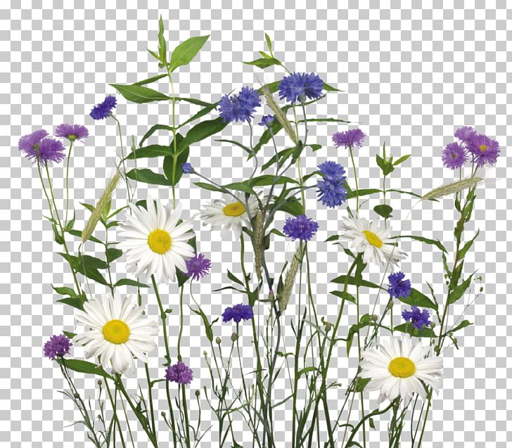 Chamomile Flower PNG, Clipart, Annual Plant, Aster, Chamaemelum Nobile, Chamomile, Cut Flowers Free PNG Download