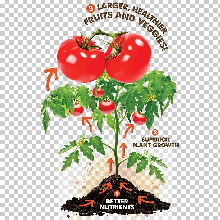 Cherry Tomato Grow The Best Tomatoes Food Nutrient PNG, Clipart,  Free PNG Download
