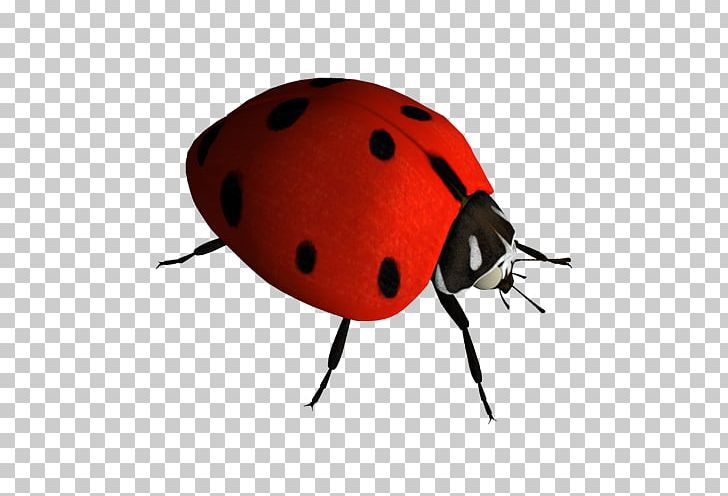 Insect Ladybird PNG, Clipart, Animal, Apng, Arthropod, Beetle, Cute Ladybug Free PNG Download