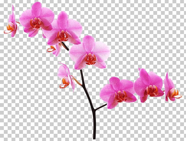 Orchids Pink Flowers Desktop PNG, Clipart, Blossom, Border Frames, Branch, Cattleya Orchids, Cut Flowers Free PNG Download