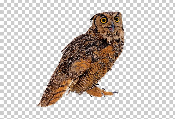 True Owl PNG, Clipart, Animals, Beak, Bird, Bird Of Prey, Digital Image Free PNG Download