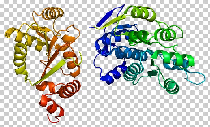 DDX3X Helicase DDX3Y DEAD Box Gene PNG, Clipart, 2 I, 3 X, 3 Y, Area, Art Free PNG Download