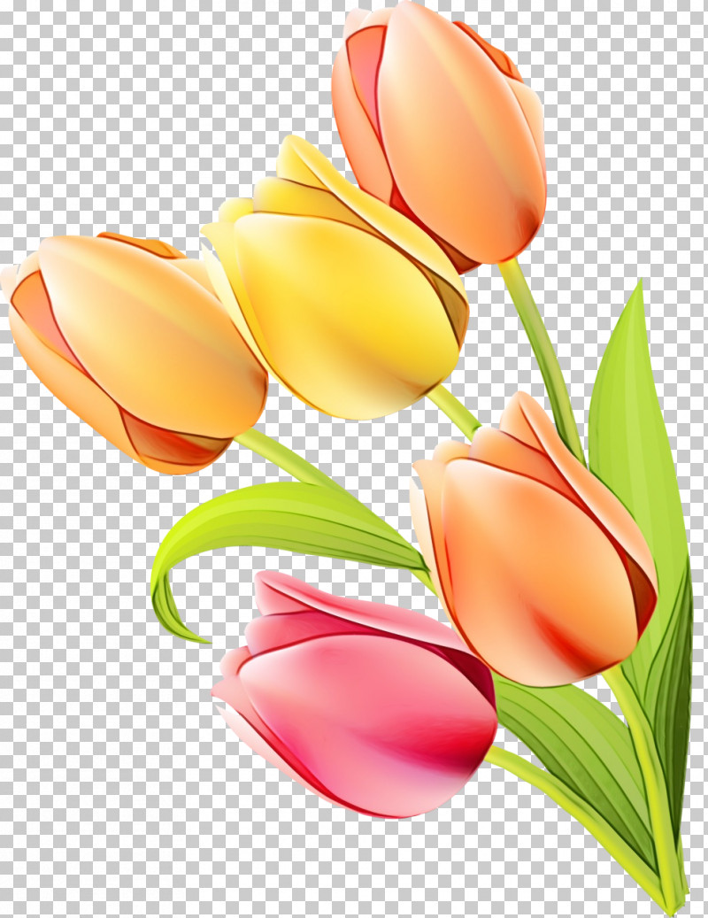 Tulip Flower Petal Cut Flowers Plant PNG, Clipart, Bud, Cut Flowers, Flower, Lily Family, Paint Free PNG Download