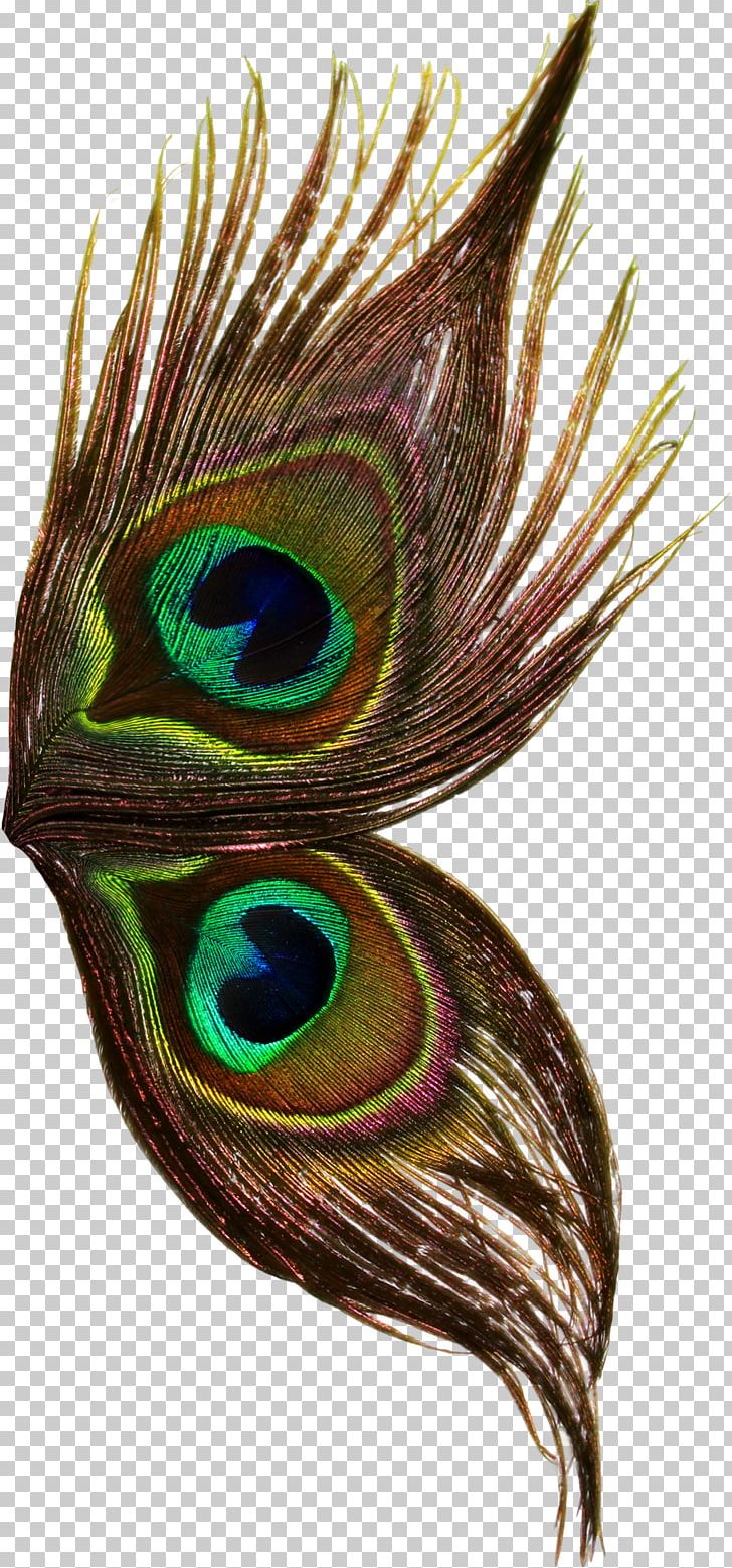 Bird Peafowl Feather Wing Thepix PNG, Clipart, Animal, Animals, Art, Asiatic Peafowl, Beak Free PNG Download