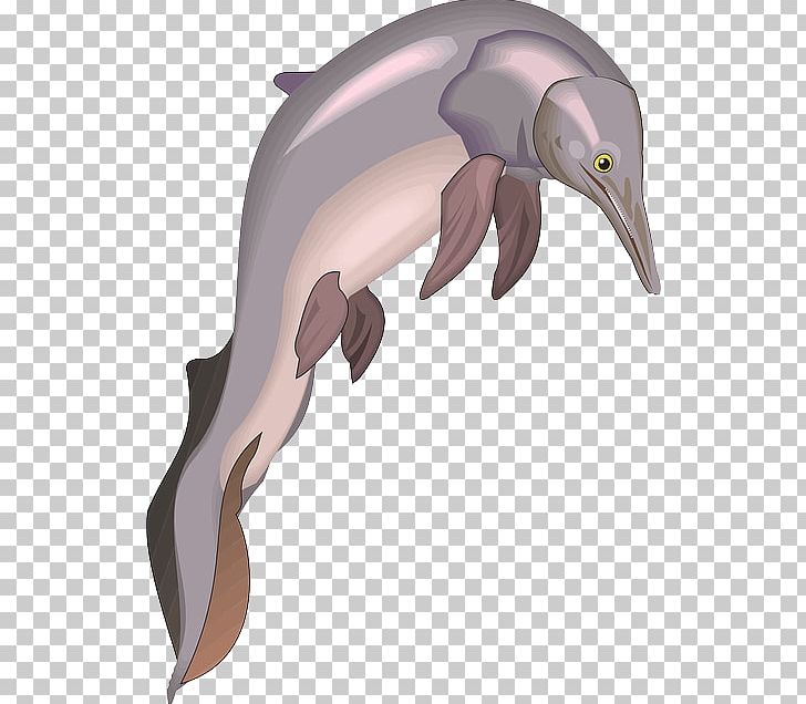 Common Bottlenose Dolphin Tucuxi Short-beaked Common Dolphin Water Triceratops PNG, Clipart, Animal, Aquatic, Aquatic Animal, Beak, Fauna Free PNG Download