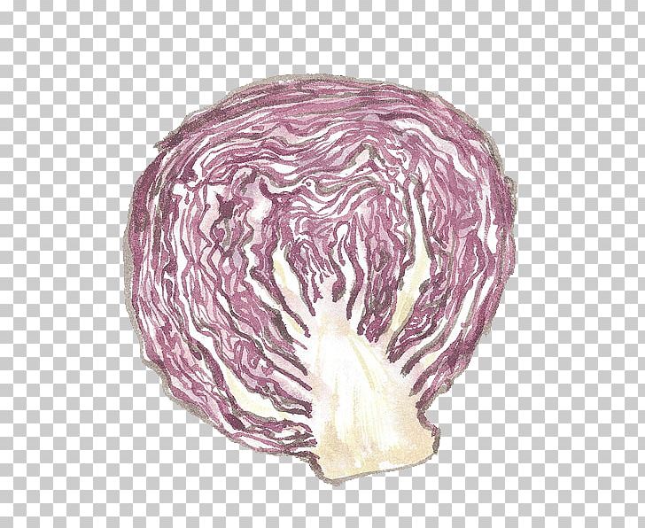 Red Cabbage Vegetable Chinese Cabbage PNG, Clipart, Brassica Oleracea, Cabbage, Cabbage Cartoon, Cabbage Leaves, Cartoon Cabbage Free PNG Download