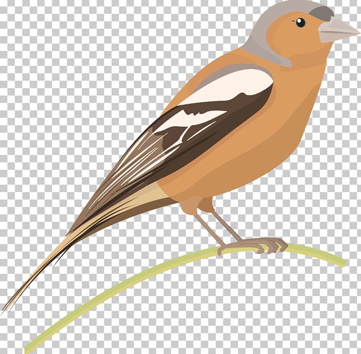 Bird Common Chaffinch Sparrow Lark PNG, Clipart, American Sparrows, Animal, Animals, Beak, Bird Free PNG Download