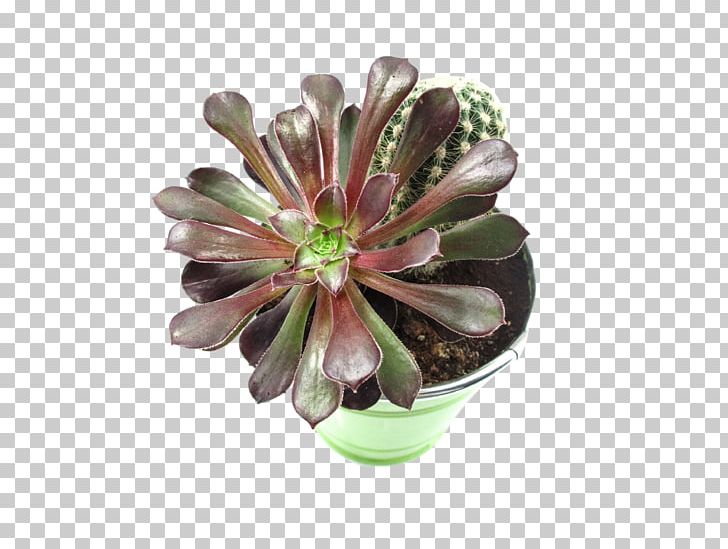 Cactaceae Flower Plant Leaf Green PNG, Clipart, Botany, Cactaceae, Color, Cut Flowers, Desert Free PNG Download
