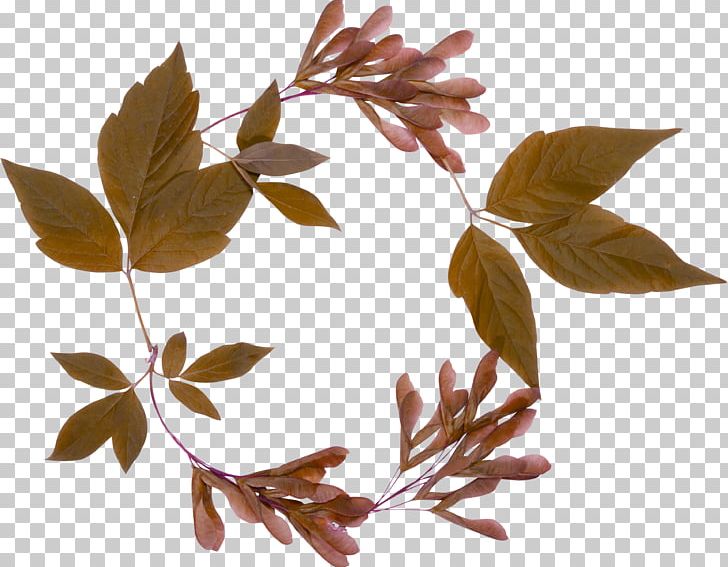 Maple Leaf PNG, Clipart, Border Frames, Branch, Clip Art, Computer Icons, Download Free PNG Download