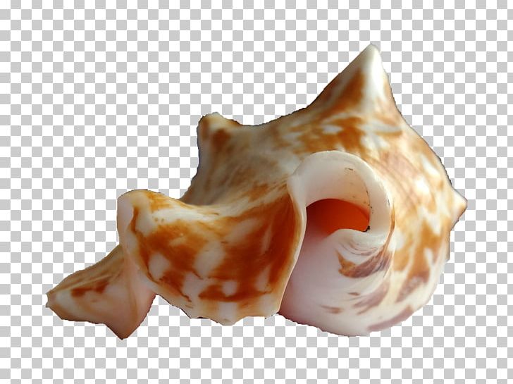 Sea Snail Seashell Shankha Caracola PNG, Clipart, Acuairo Mar, Animal, Animals, Caracola, Conch Free PNG Download