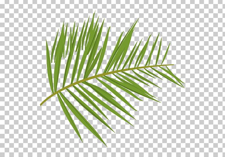 Leaf Plant Green Fern PNG, Clipart, Animation, Arecales, Branch, Drawing, Encapsulated Postscript Free PNG Download