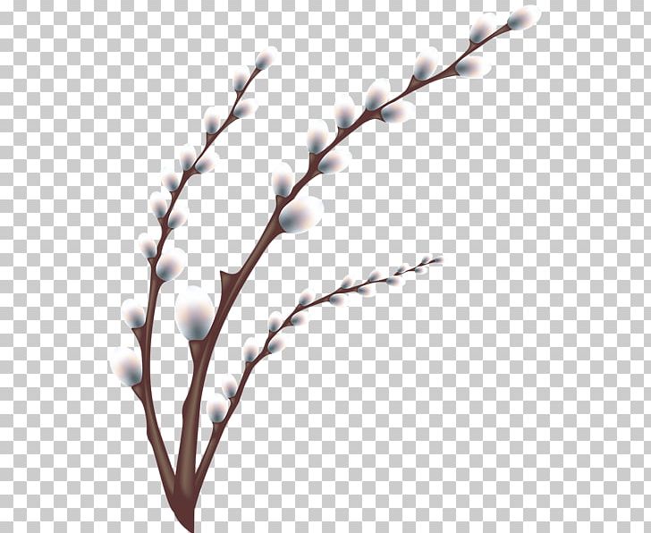Pussy Willow Branch Weeping Willow PNG, Clipart, Branch, Easter, Flower, Leaf, Nature Free PNG Download