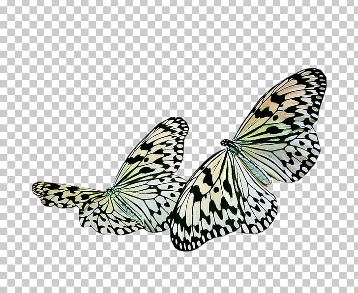 Butterfly Insect Painting PNG, Clipart, Animal, Art, Brush Footed Butterfly, Butterflies And Moths, Butterfly Free PNG Download