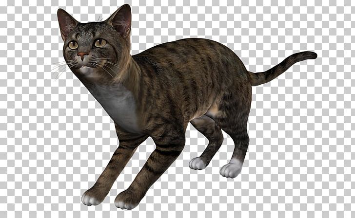 California Spangled Toyger European Shorthair Sokoke American Wirehair PNG, Clipart, Animal, Asian, California Spangled, Carnivoran, Cat Free PNG Download