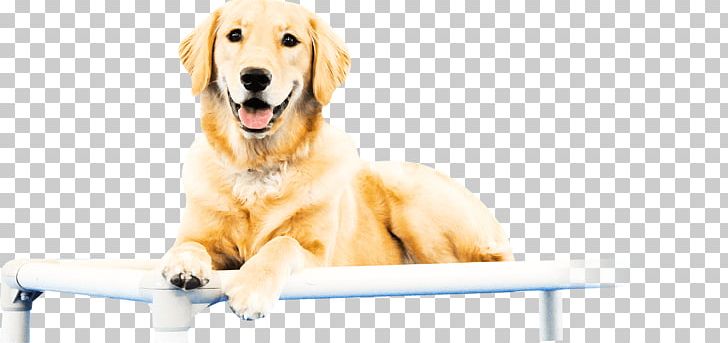 Golden Retriever Puppy Dog Breed Sporting Group PNG, Clipart, Animal, Animals, Breed, Canidae, Carnivora Free PNG Download