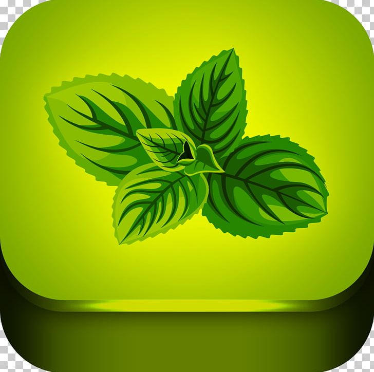 Herb Peppermint Mentha Spicata Medicinal Plants Apple Mint PNG, Clipart, Apk, Apple Mint, Chinese Herbal Medicine, Cosmetics, Green Free PNG Download