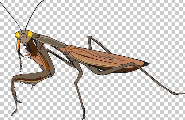 Insect Mantidae Animal Antenna PNG, Clipart, Animal, Animals, Antenna, Arthropod, Insect Free PNG Download